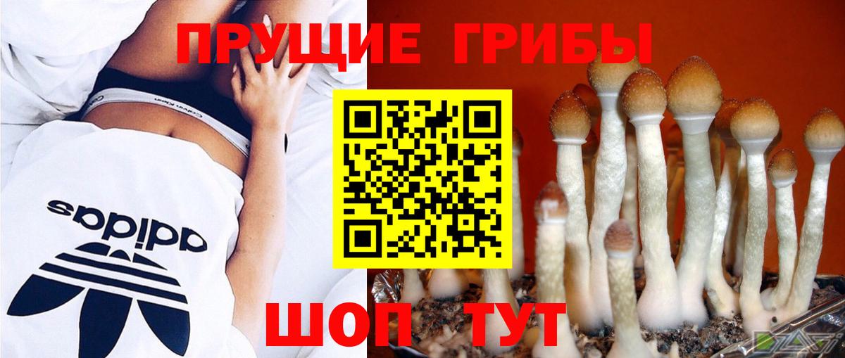 Скопин  Галлюциногенные грибы Psilocybe  Вход с VPN 